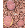 Dinterops Yi Mei - Seed